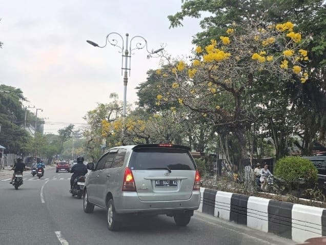 Ratusan pohon tabebuya kuning di sepanjang Karang Jati sampai Gunung Sari.
